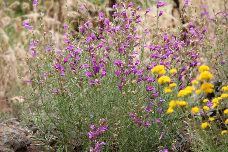 Wildflowers native to the Conejo Valley