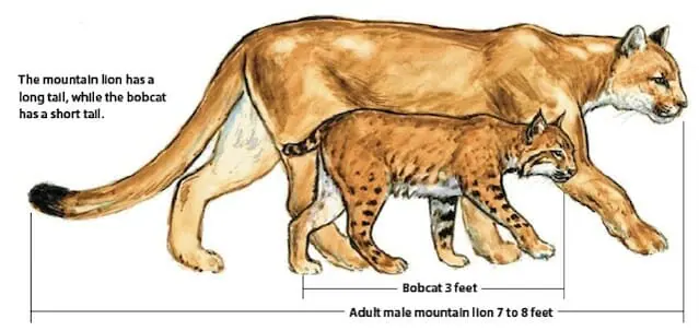 The mountain lion has a long tail, while the bobcat has a short tail, and bobcats are smaller than cougars. A bobcat is on average three feet from head to tale, while an adult make mountain lion can reach 7 to 8 feet in length.